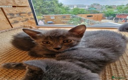 Russian Blue cats for sale: Pure Russian Blue Kittens for sale - 2 Boys 1 Girl - Image 11