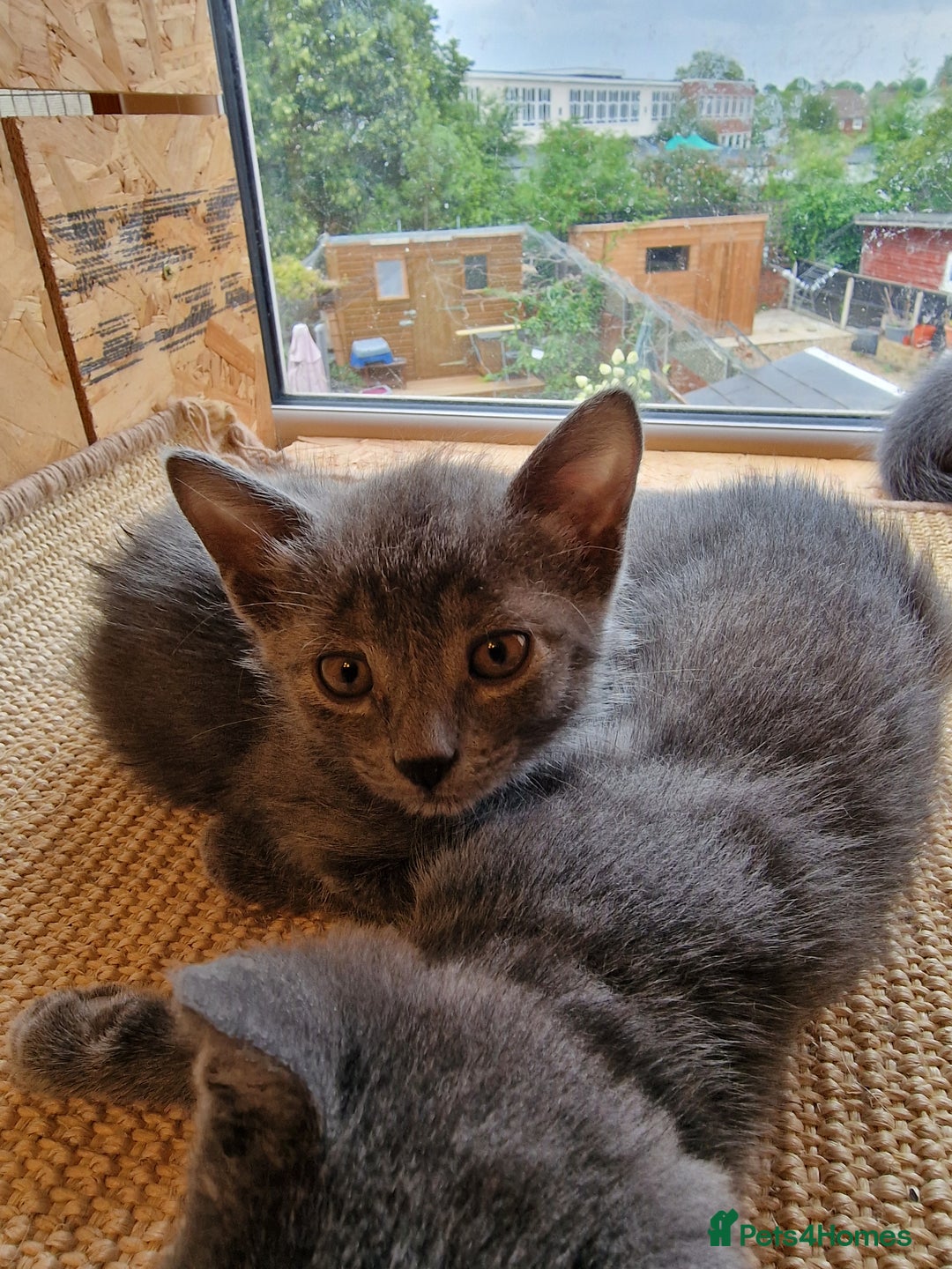 Russian Blue cats for sale: Pure Russian Blue Kittens for sale - 2 Boys 1 Girl - Image 11