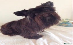 Yorkshire Terrier dogs for stud: Dark chocolate brown small Yorkshire Terrier STUD - Image 1