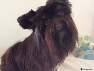 Yorkshire Terrier dogs - Advert 1