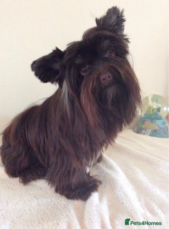 Yorkshire Terrier dogs - Advert 1