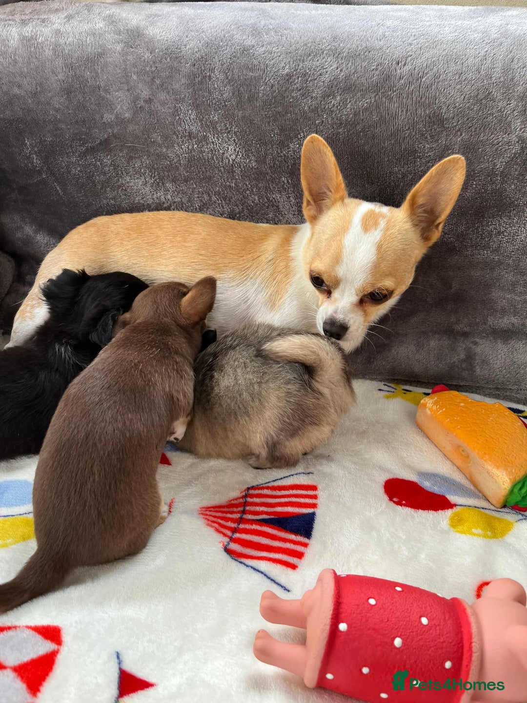 Chihuahua dogs for sale: 3 beautiful chihuahuas - Image 4