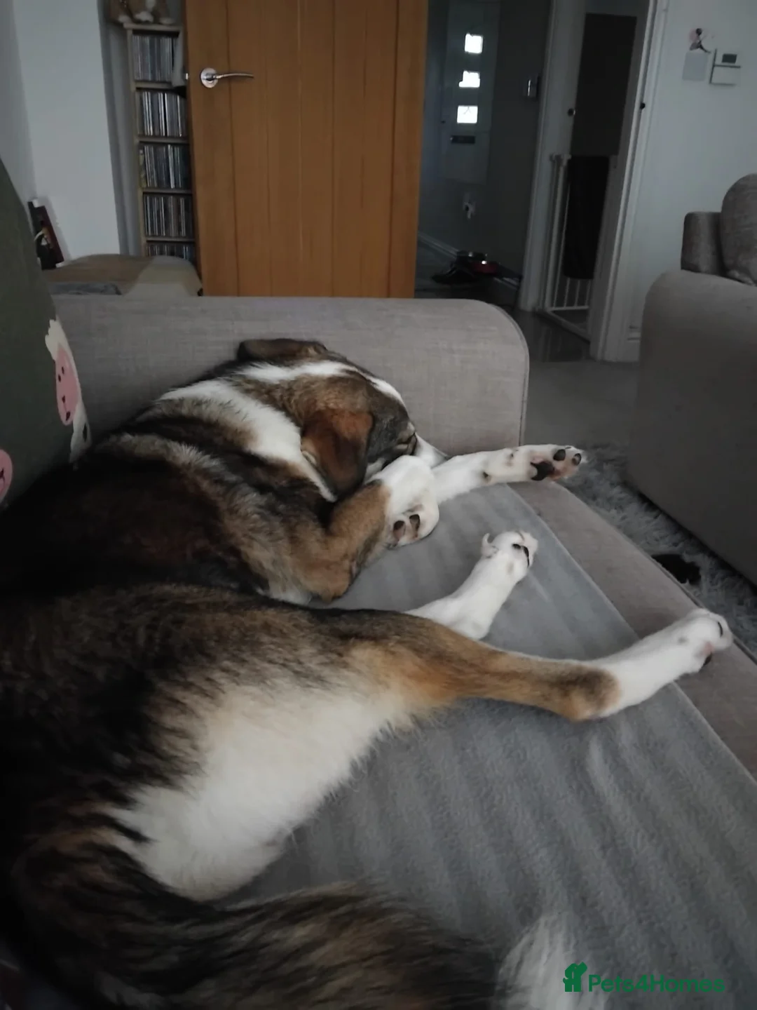 Mixed Breed dogs for sale: Meet wonderful Nala! - Advert 12