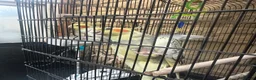 Cockatiels birds for sale: Cockatiels 1 male 1 female - Advert 4
