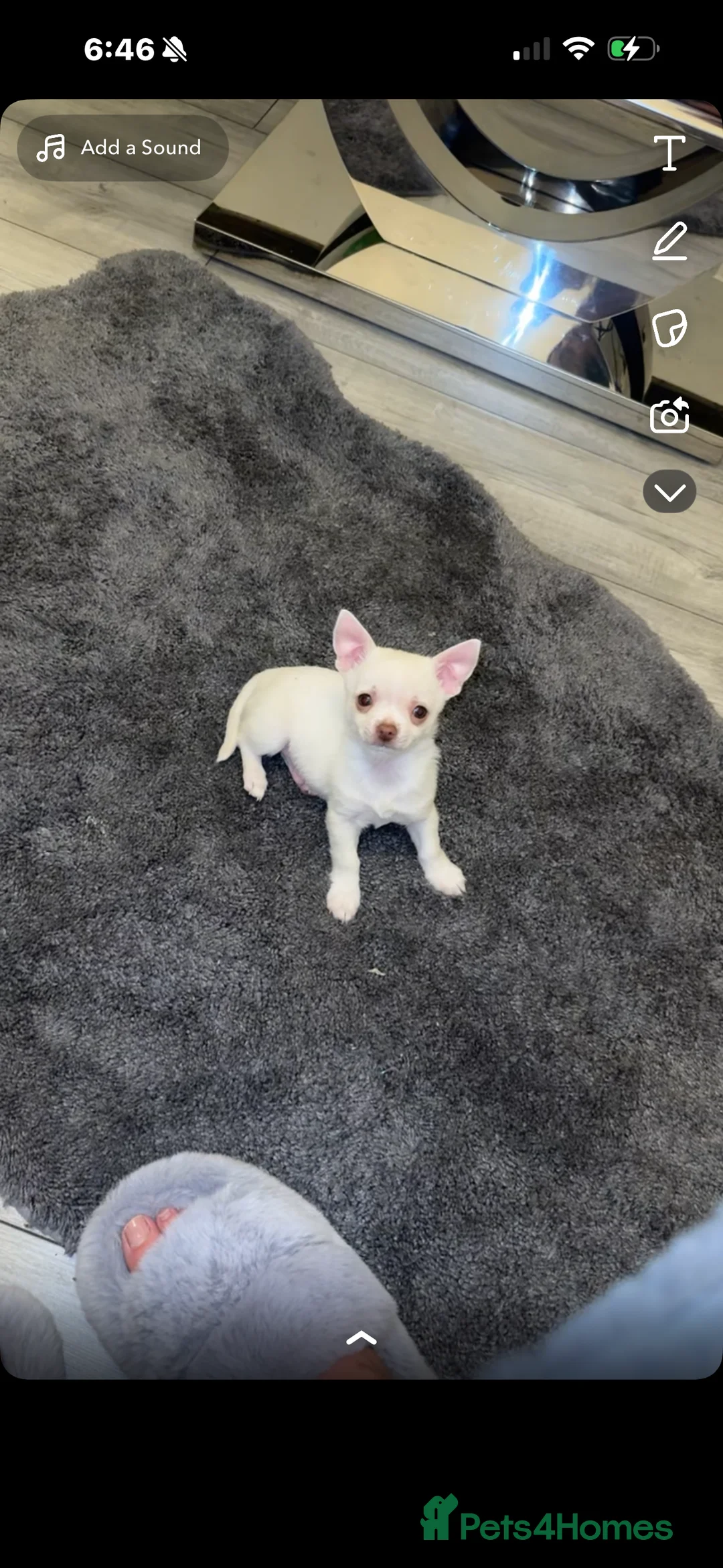 Chihuahua dogs for sale: Beautiful chihuahuas puppies for sale  - Advert 9