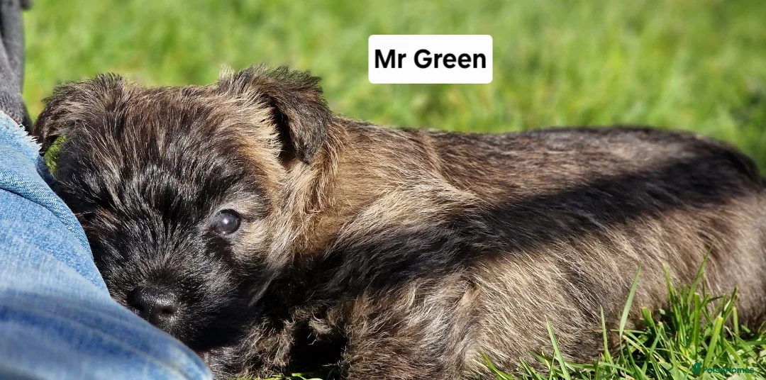 Cairn Terrier dogs for sale: KC Cairn Terrier Pups - boys only - Advert 2