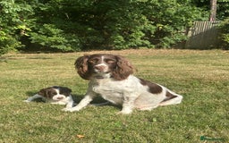 English Springer Spaniel dogs for sale: Springer spaniel puppies  - Image 6