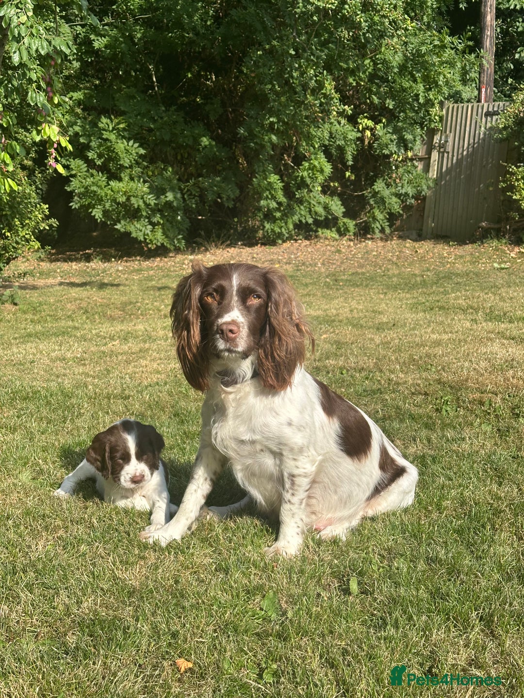 English Springer Spaniel dogs for sale: Springer spaniel puppies  - Image 6