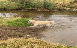 Golden Retriever dogs for stud: Beautiful golden retriever for stud  - Image 16