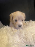 Maltipoo dogs - Advert 11