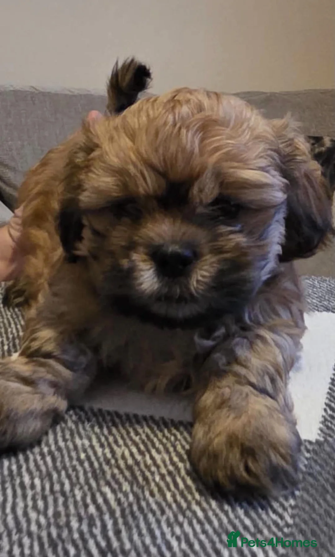 Malshi dogs for sale: Malshi puppies for sale in Crymych - Advert 2