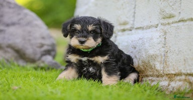 Mixed Breed dogs - Advert 12