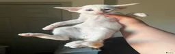 Oriental cats for sale: GCCF Red pointed bi colour - can be ACTIVE REG - Advert 1