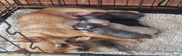 Chihuahua dogs for sale: 5 chiuaua baby boys - Advert 1