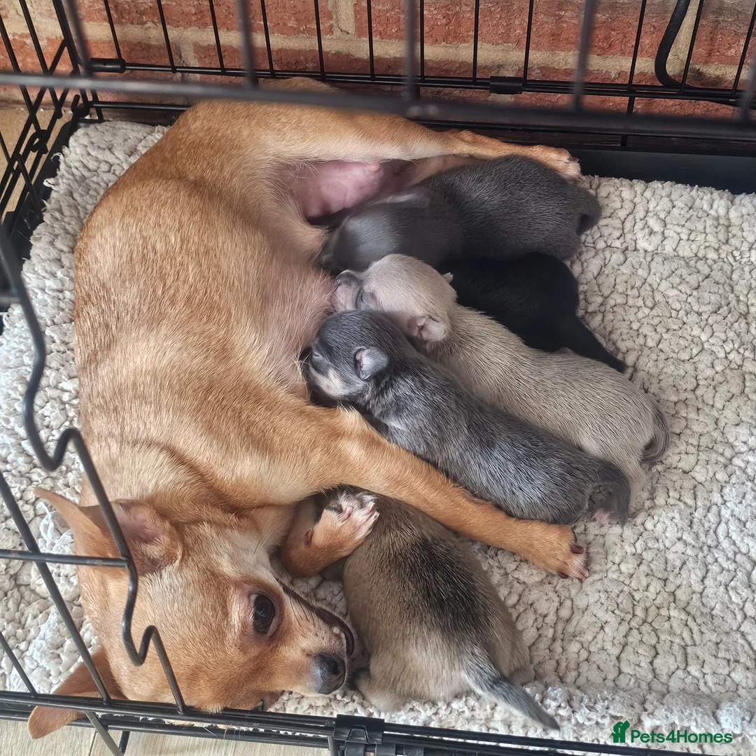 Chihuahua dogs for sale: 5 chiuaua baby boys - Advert 1