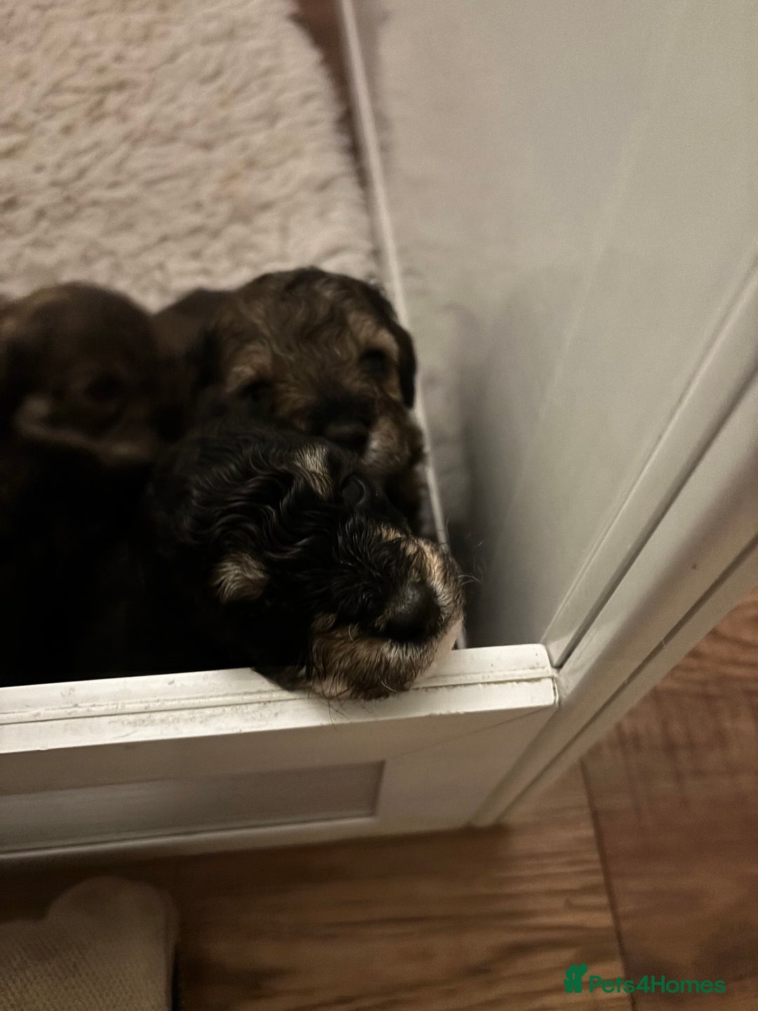 Poochon dogs for sale: Poochon F2Bs - Advert 5