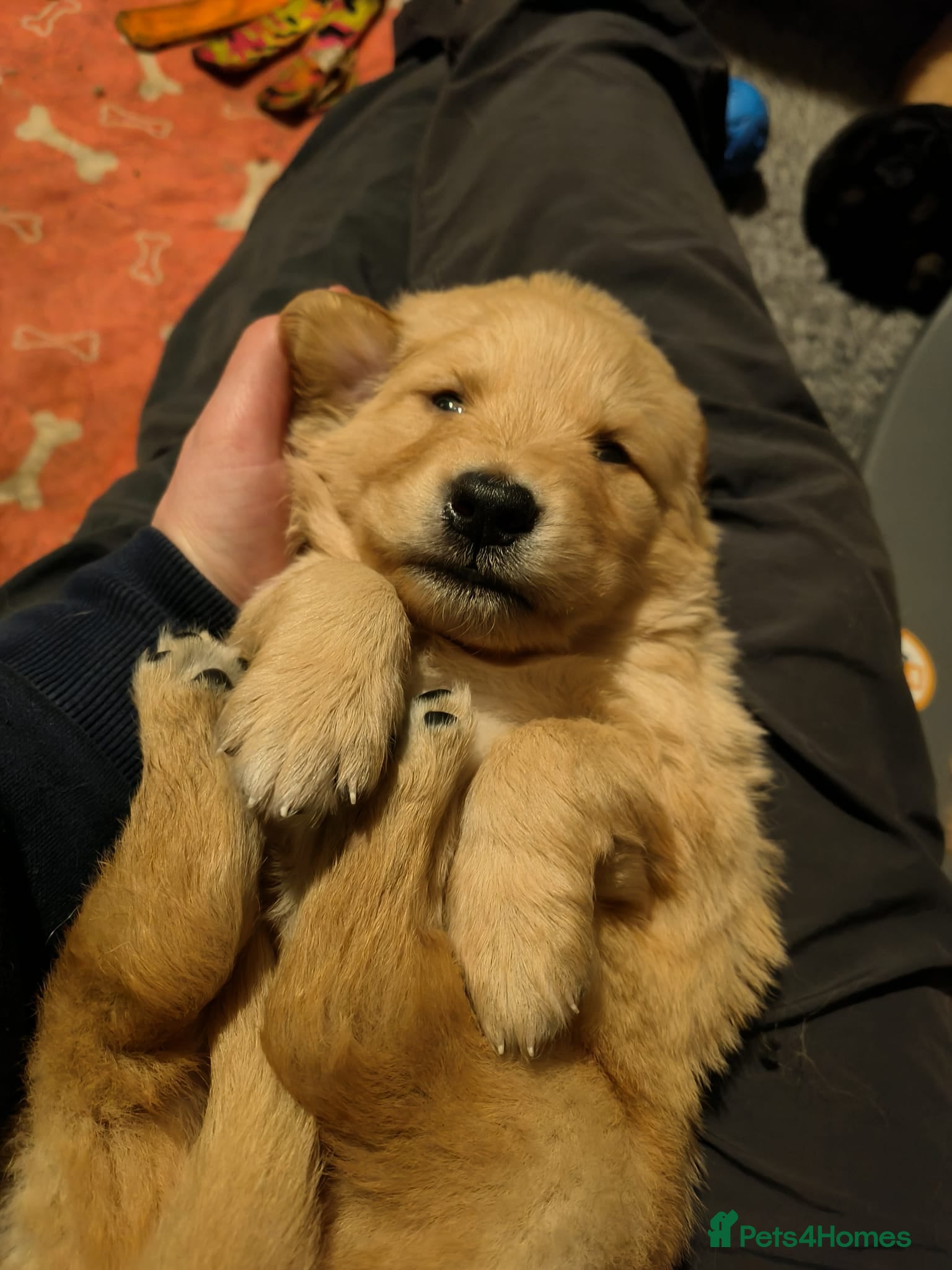 Mixed Breed dogs Golden shepherds - Advert 3