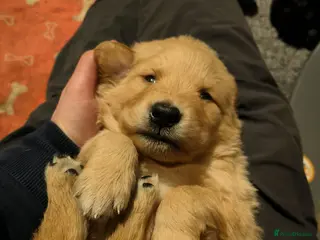 Mixed Breed dogs Golden shepherds - Advert 3