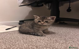 Russian Blue cats for sale: Blue Russian Cross Kittens - Image 4