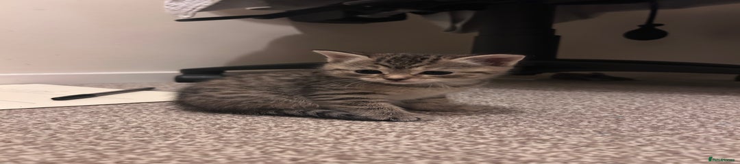 Full Tabby Kitten 3