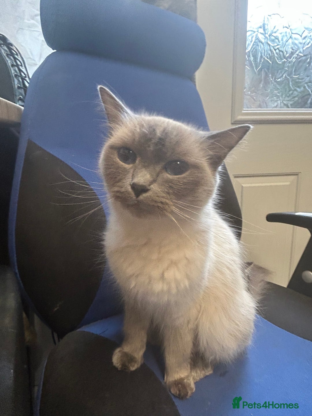 Ragdoll cats for sale: Ragdoll British Blue x beautiful furbabies - Advert 2