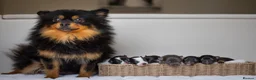 Pomeranian dogs for sale: KC Reg Pomeranians🐾Rare Colours🐾Licensed Breeder - Advert 1