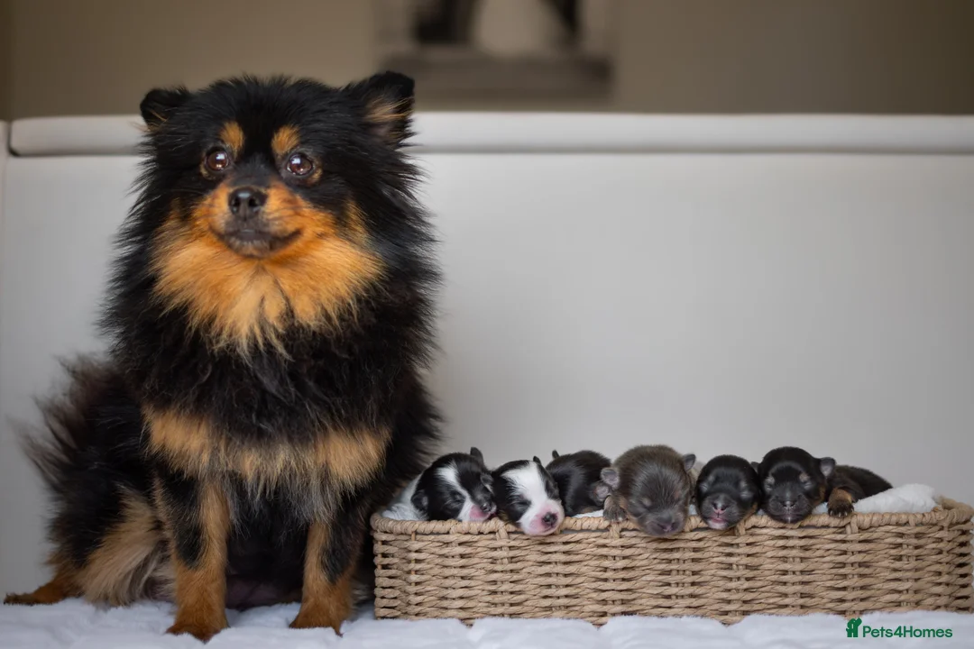Pomeranian dogs for sale: KC Reg Pomeranians🐾Rare Colours🐾Licensed Breeder - Advert 1