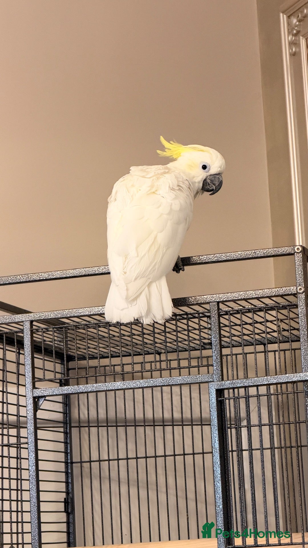 Cockatoo birds Cockatoo Sulphur-Crested **SILLY TAME** - Advert 2