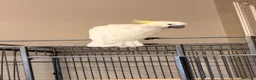 Cockatoo birds for sale: Cockatoo Sulphur-Crested **SILLY TAME** in Bradford - Advert 2
