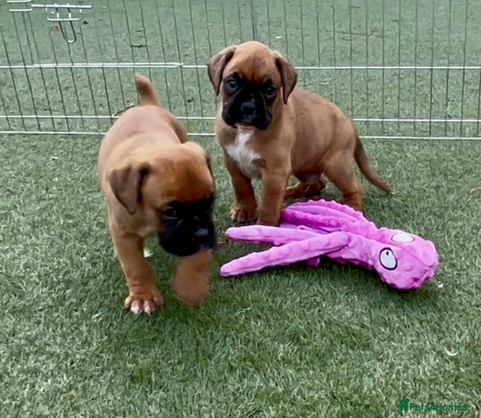 Boxer dogs Health tested kc red boxer puppies  - Advert 18