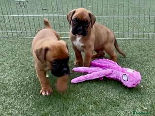 Boxer dogs Health tested kc red boxer puppies - Advert 12