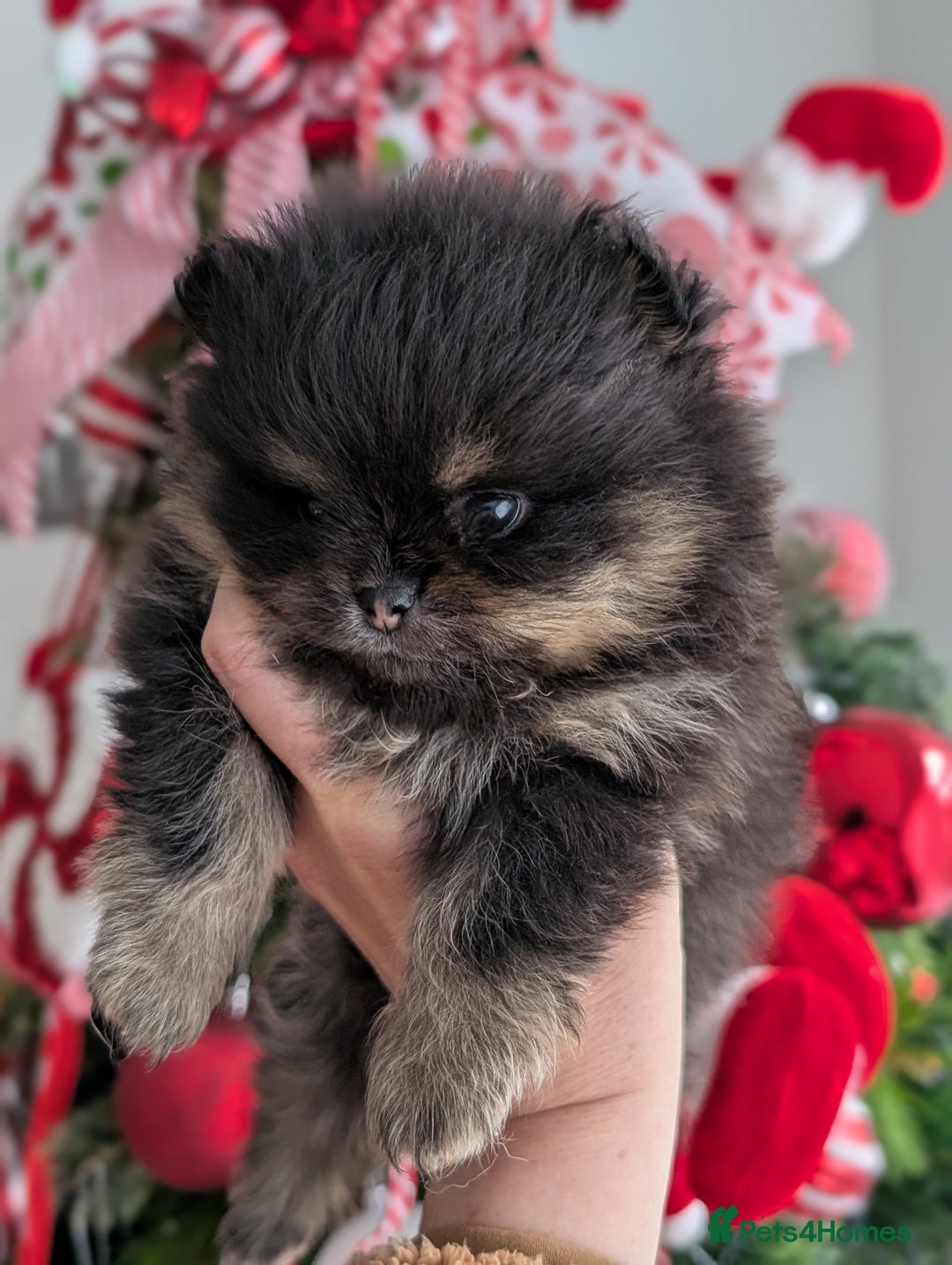 Pomeranian dogs for sale: All pups reserved  - Advert 25