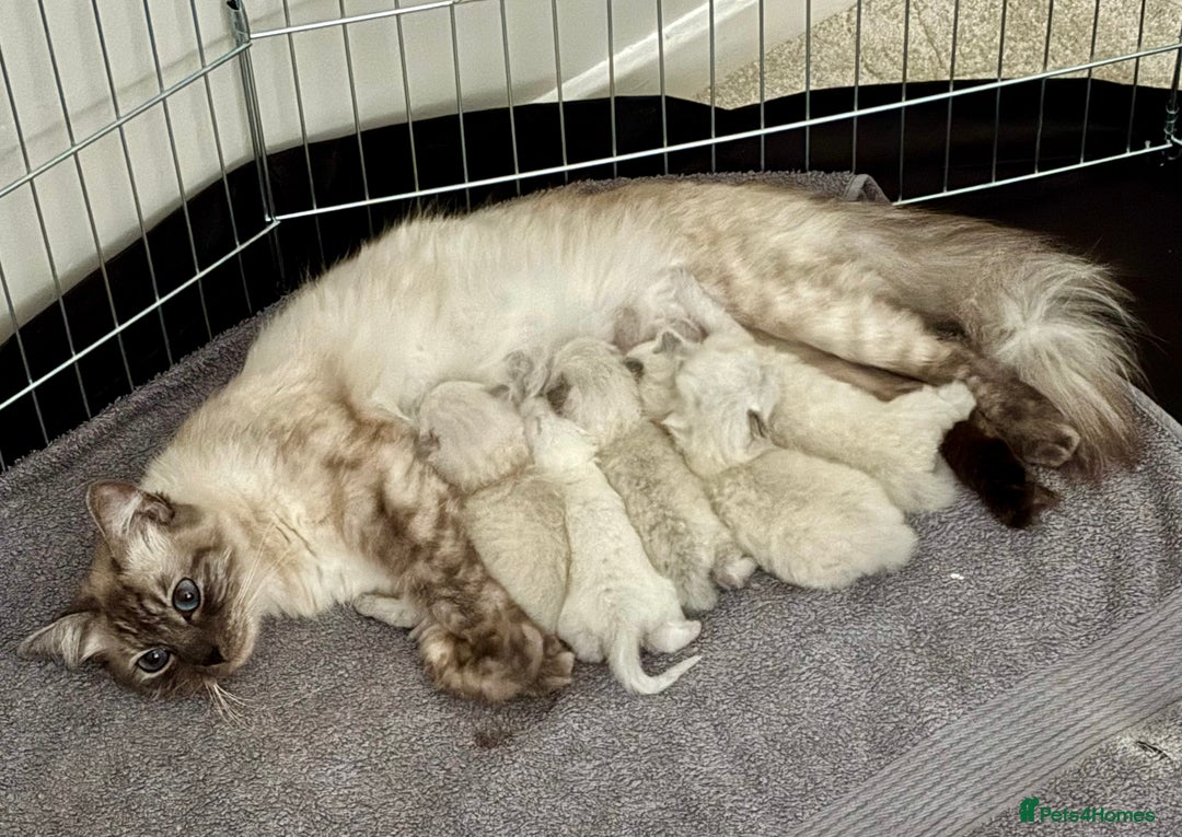 Ragdoll cats for sale: Female lilac point Ragdoll kitten - Image 7