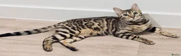 Bengal cats for sale: 2 Bengals Kittens Left ✨ in Southam - Advert 23