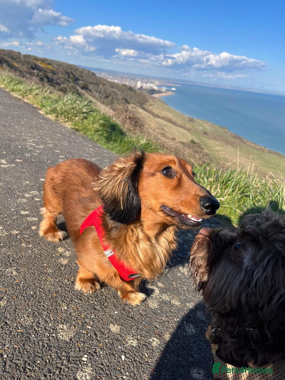 Miniature Dachshund dogs for stud: Meet our beautiful boy Tequila! - Advert 10