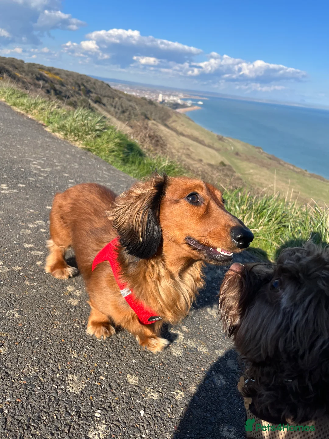 Miniature Dachshund dogs for stud: Meet our beautiful boy Tequila! - Advert 10