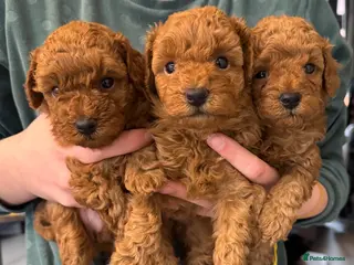 Maltipoo dogs 🐶 Adorable Red Maltipoo Puppies Available 🐶 - Advert 8
