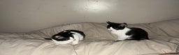 Mixed Breed cats for sale: Playful Adolescent Kittens  🐾 - Advert 4