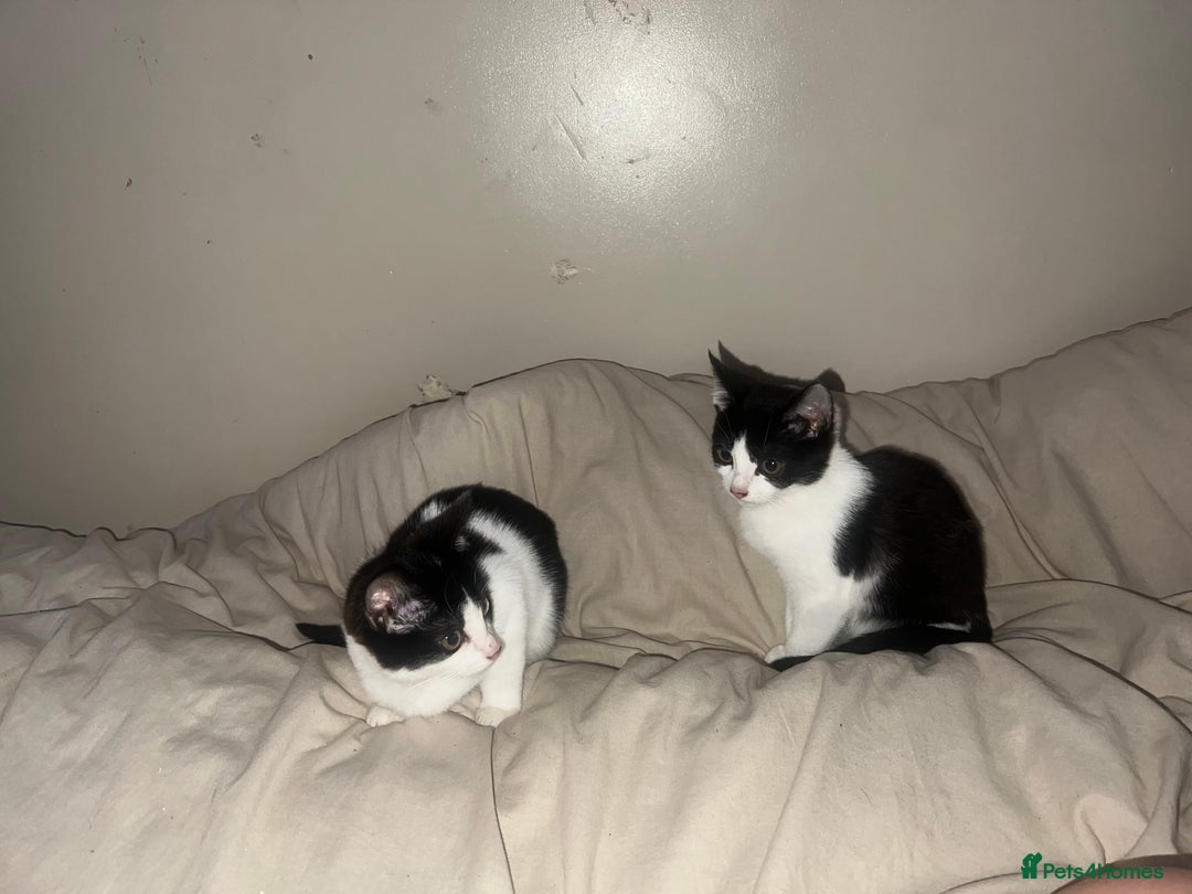 Mixed Breed cats for sale: Playful Adolescent Kittens  🐾 - Advert 4