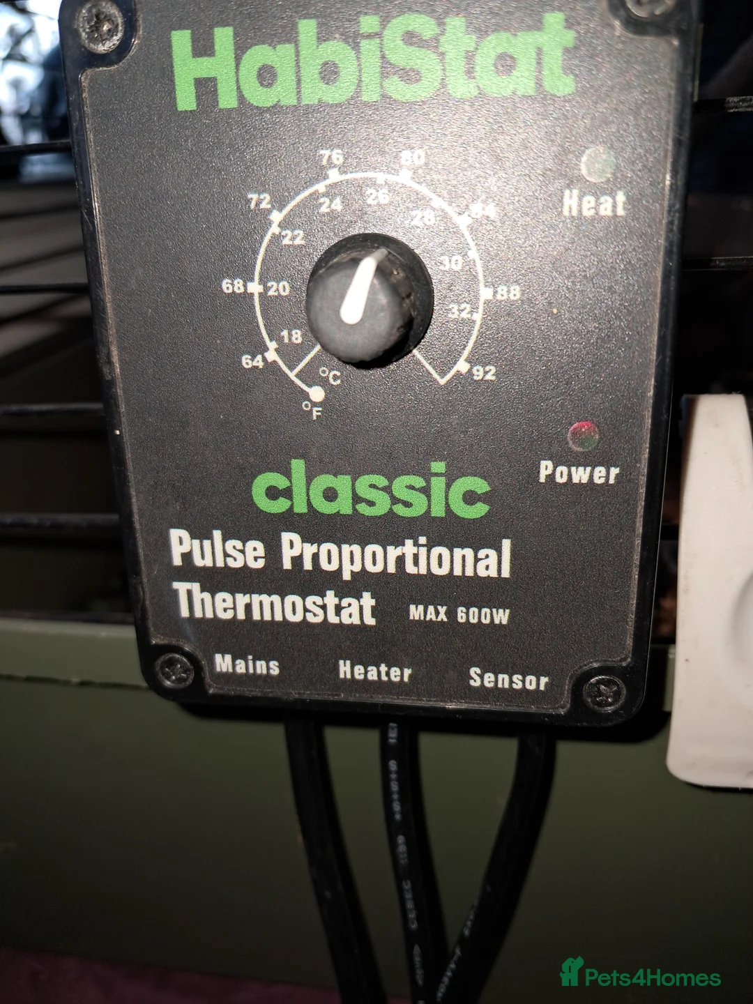 Corn Snake reptiles for sale: Stunning female corn snake, vivarium & accessories - Advert 9