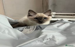 Ragdoll cats for sale: Ragdoll kittens  - Image 11
