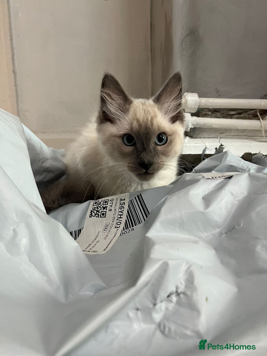 Ragdoll cats for sale: Ragdoll kittens  - Image 11