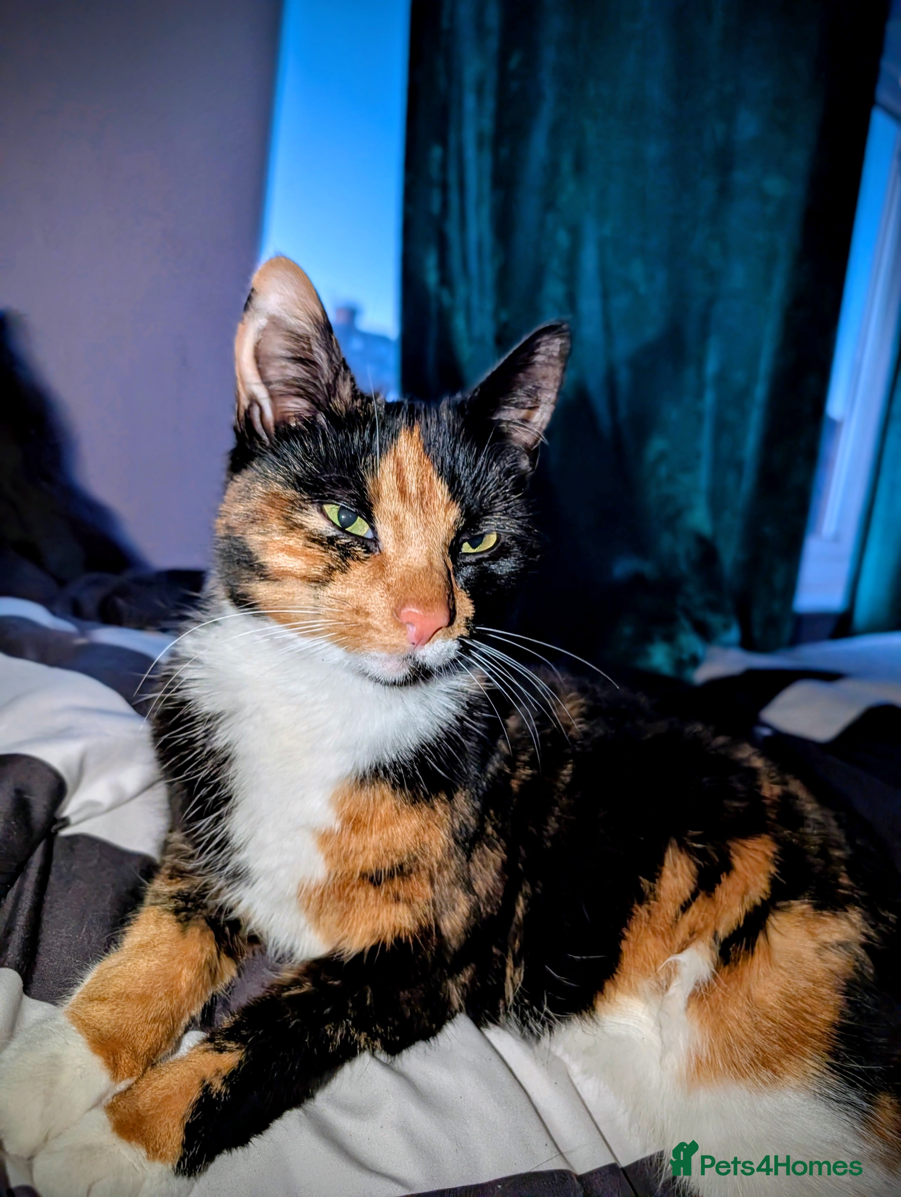 Mixed Breed cats 2 Female and 1 Male for sale - Advert 1