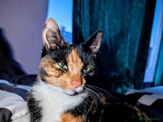 Mixed Breed cats 2 Female and 1 Male for sale - Advert 11