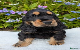 Cocker Spaniel dogs for sale: Beautiful Health Tested Show Blk + Blk/Tan Pups!  - Image 4
