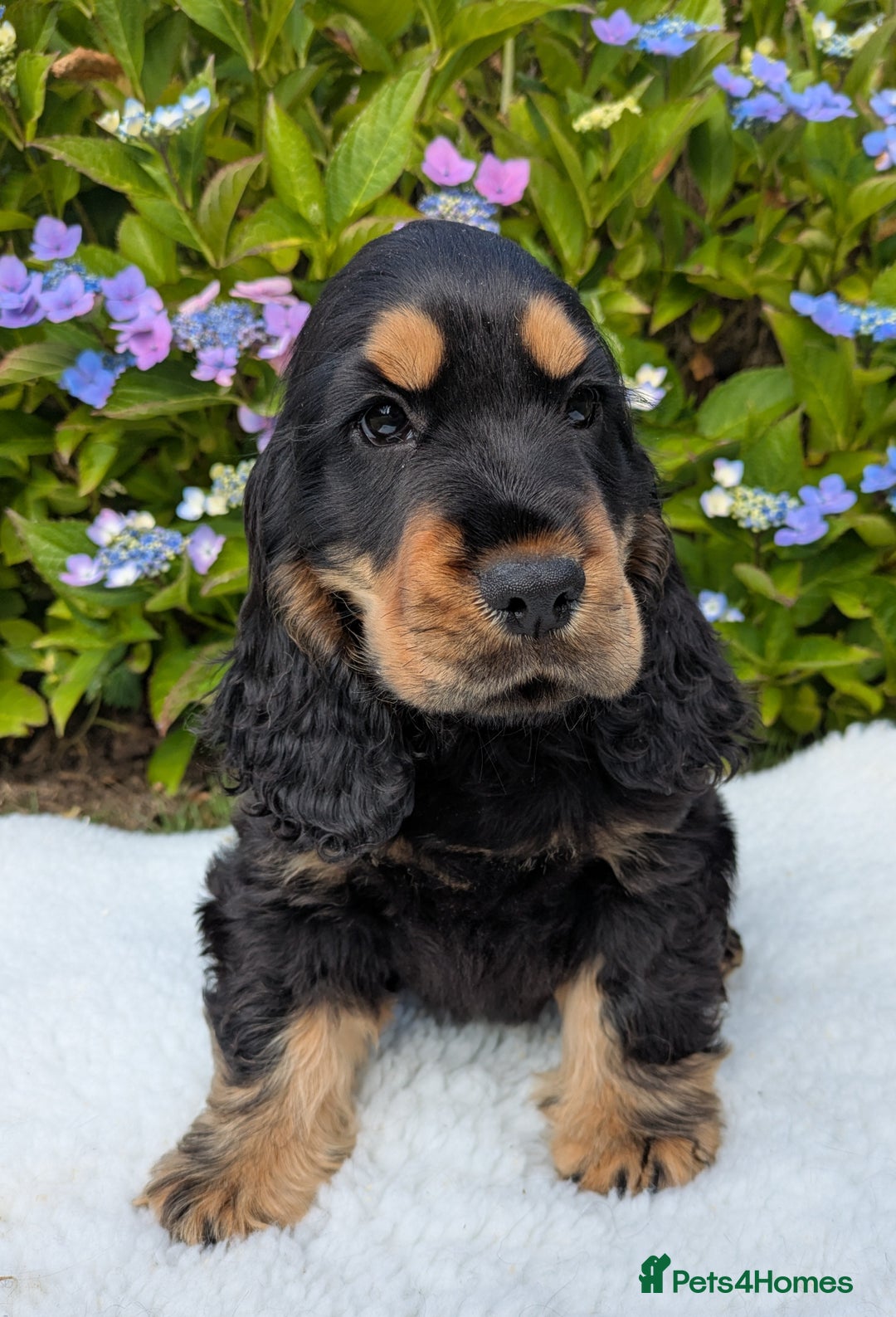 Cocker Spaniel dogs for sale: Beautiful Health Tested Show Blk + Blk/Tan Pups!  - Image 4