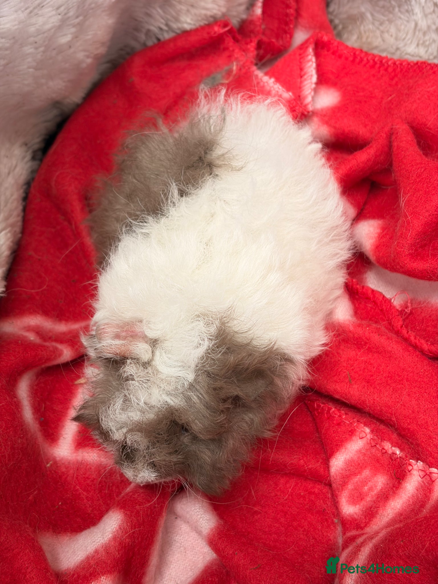 Guinea Pig rodents for sale: BEAUTIFUL BABY BOY GUINEA PIGS - Advert 5