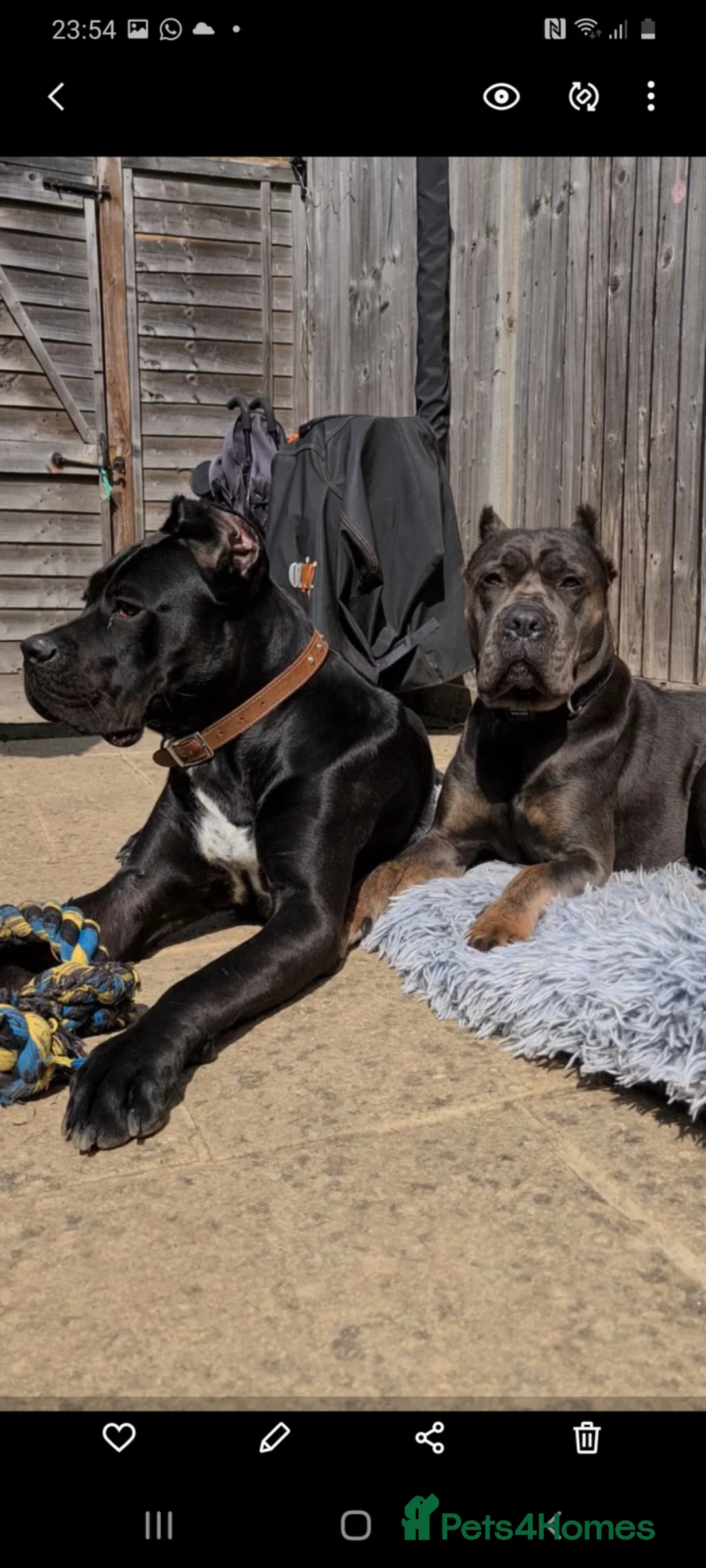 Cane Corso dogs for sale: Beautiful black male Cane Corso puppy - Advert 23