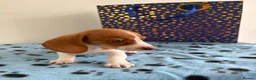 Miniature Dachshund dogs for sale: ⭐️💕miniature dachshund pups⭐️💕 - Advert 4