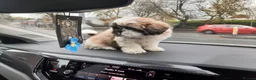 Shih Tzu dogs for stud: Shih tzu (Walter) in Preston - Advert 4